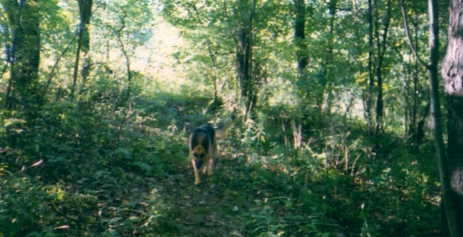 Princess in the Woods 2001